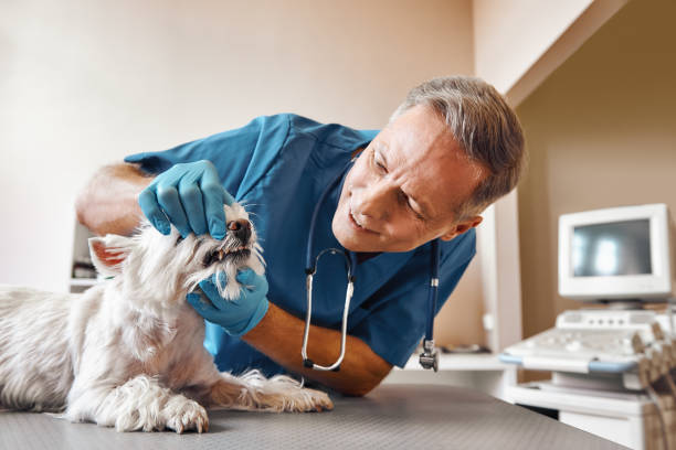 Best Emergency Dental Care for Abscessed Tooth in Lake Bryan, TX